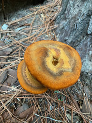 Phaeolus