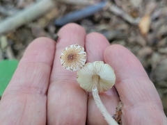 Lepiota clypeolaria