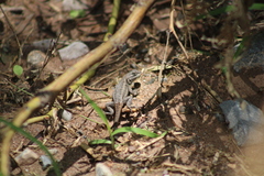 Sceloporus grammicus