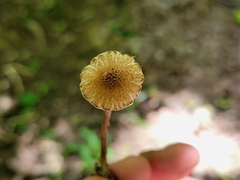 Lepiota clypeolaria
