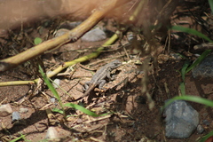 Sceloporus grammicus