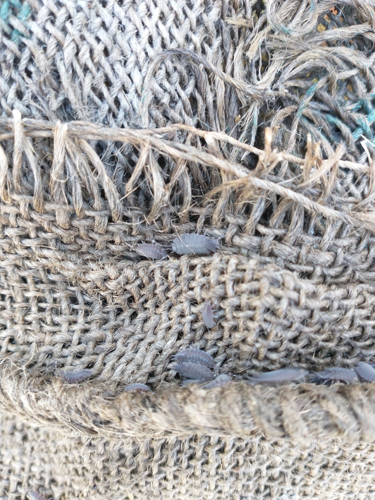 Woolice Rocks Woodlice, Pillbugs, and Rock Slaters in September 2022 by dvdkssrw ...