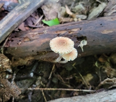 Lepiota clypeolaria