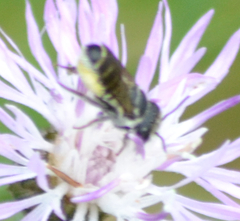 Megachile