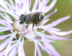Megachile
