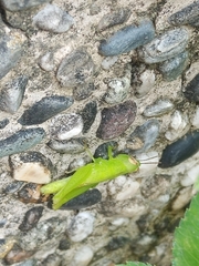 Pseudoxya diminuta