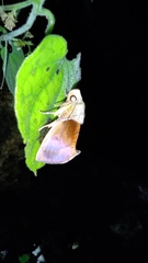 Gonodonta