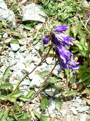 Campanula collina