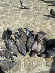 Columba livia