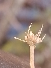Isolepis