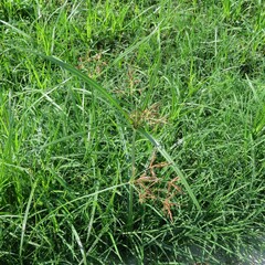Cyperus rotundus