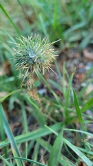 Navarretia intertexta