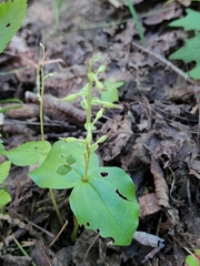 Neottia convallarioides