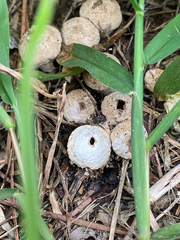 Lycoperdon marginatum