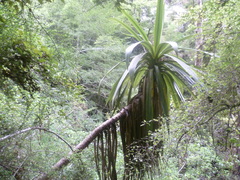 Cordyline indivisa
