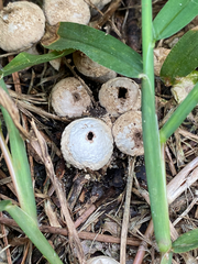 Lycoperdon marginatum