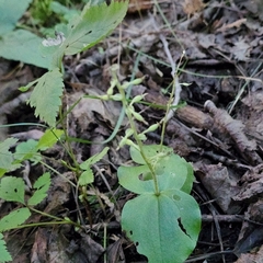 Neottia convallarioides
