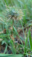 Navarretia intertexta