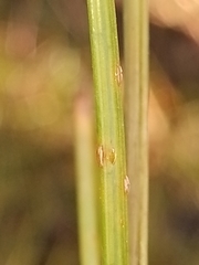 Isolepis