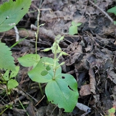 Neottia convallarioides