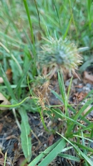 Navarretia intertexta