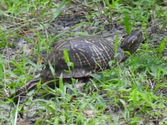 Terrapene carolina bauri
