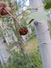 Aceria parapopuli
