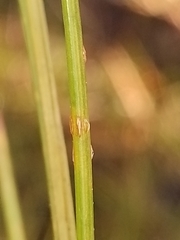 Isolepis