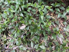 Tradescantia fluminensis