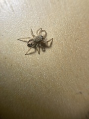 Salticinae
