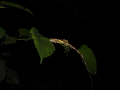 Diploderma swinhonis