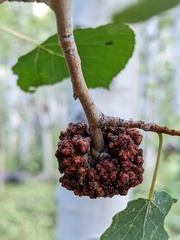 Aceria parapopuli