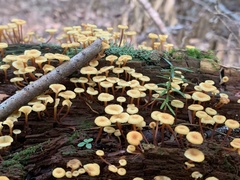 Xeromphalina