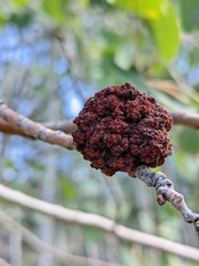 Aceria parapopuli