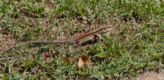 Ameiva ameiva