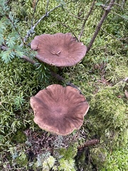 Lactarius lignyotus