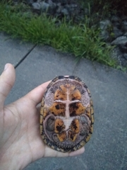 Sternotherus odoratus
