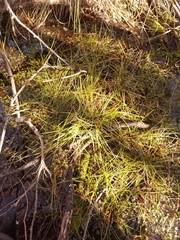 Isolepis
