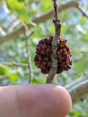 Aceria parapopuli