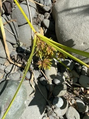 Cyperus eragrostis