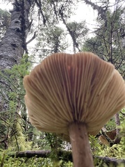 Lactarius lignyotus