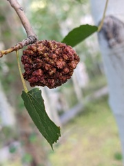 Aceria parapopuli