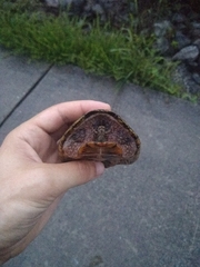 Sternotherus odoratus