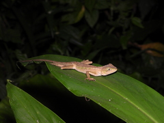 Diploderma swinhonis