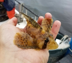 Nautichthys oculofasciatus