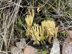 Ramaria lorithamnus
