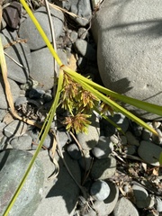 Cyperus eragrostis