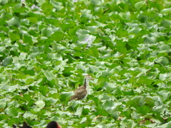 Jacana spinosa