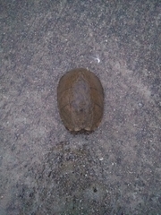 Sternotherus odoratus