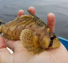 Nautichthys oculofasciatus